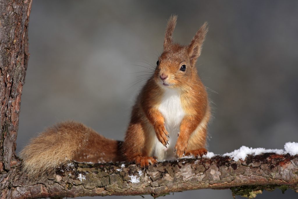 Red Squirrel sitting on branch of pine tree. In the Cairngorms National Park.
