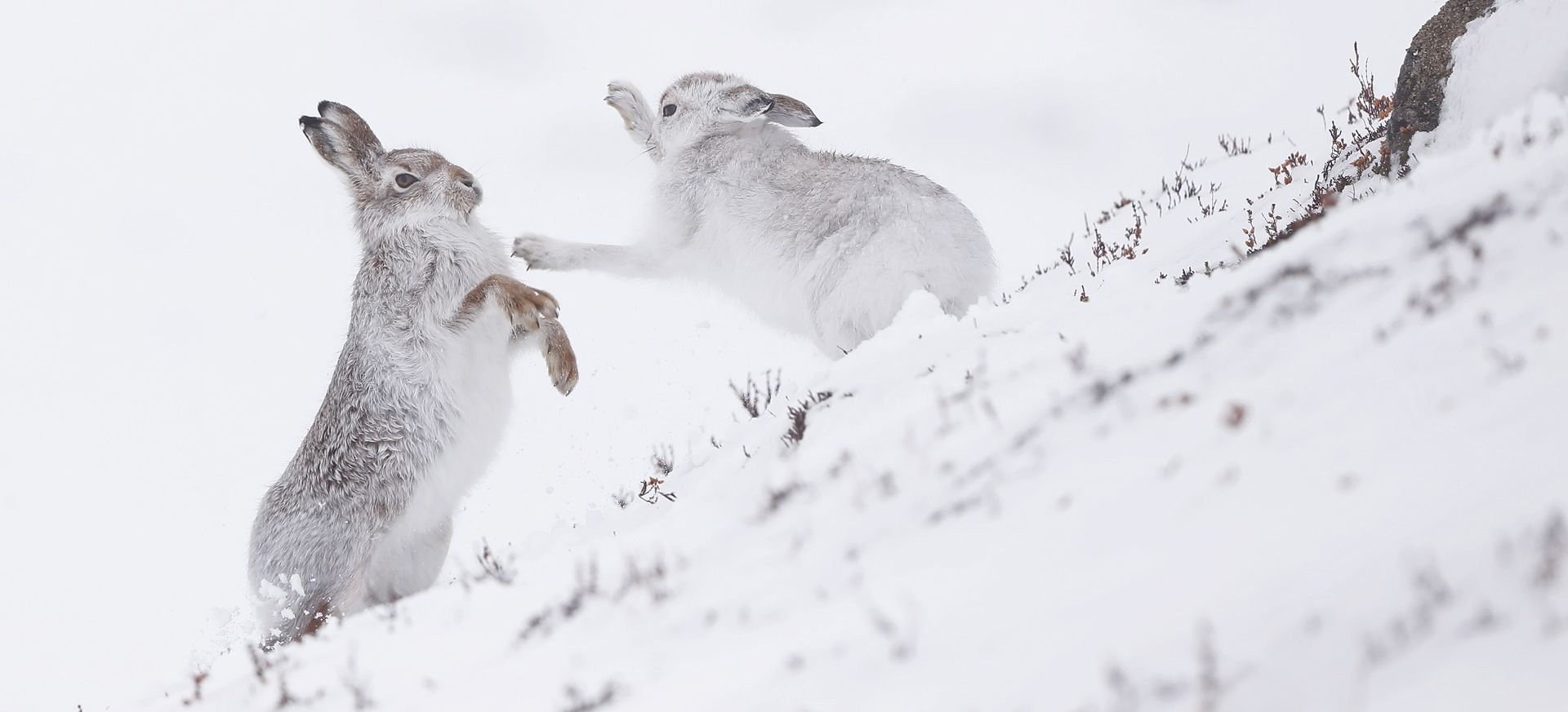 Mountain Hares boxing