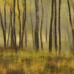 Autumn birchwood impression