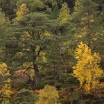 Autumn pineforest