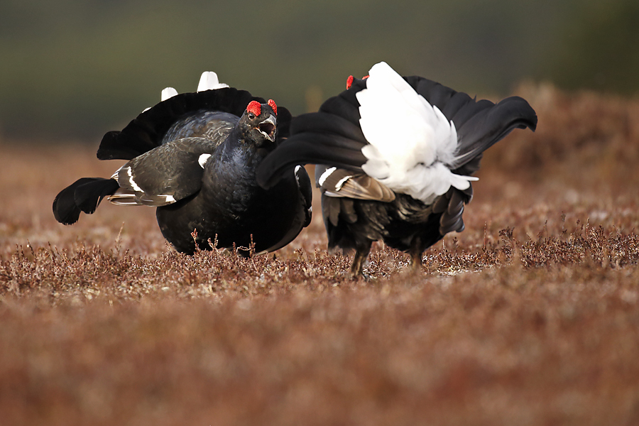 Black Grouse - Neil McIntyre