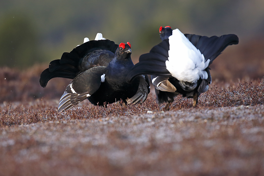 Black Grouse - Neil McIntyre