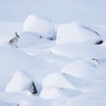 Boulder field mountain hare-01