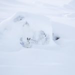 Boulder field mountain hare-03