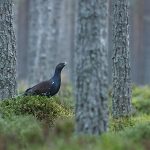 Caper in pine forest