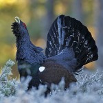 Male Capercaillie (Tetrao turogallus)