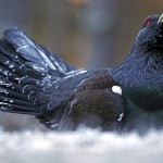 Male Capercaillie (Tetrao turogallus)