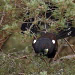 Capercaillie-104