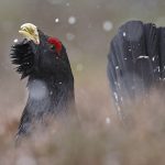 Capercaillie-107