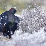 Capercaillie -111