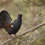 Capercaillie-113