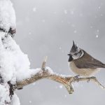 Crested tit in snow