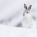 Curious Mountain Hare-0