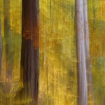 Mixed Autumn woodland