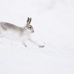 Mountain Hare-00