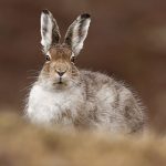 Mountain Hare-0136