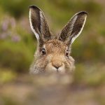 Mountain Hare-0144