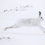 Mountain Hare-02