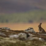 Mountain Hare-083