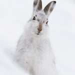 Mountain Hare in winter in Monadhliath mountains