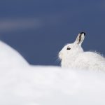Mountain Hare blue background