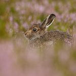 Mountain Hare leveret-0143