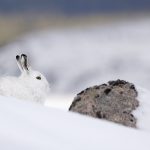 Mountain Hare-mountain background
