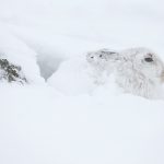 Mountain Harein blizzard