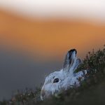 Mountain hare-001