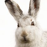 Mountain hare close up