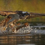 Osprey fishing