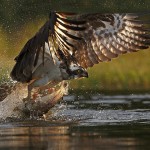 Osprey fishing