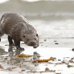 Otter-031