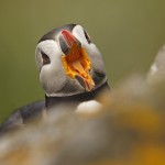Puffin