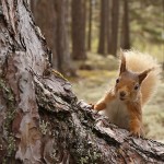 Red Squirrel
