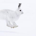 Running mountain hare-1