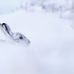 Snowy Hare