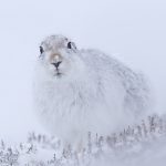 Winter hare-01