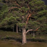 Ancient Scots Pine