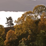 Autumn Birches and mist