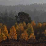 Autumn Birches & Pines