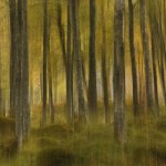 Autumn Birches impression