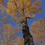 Autumn birch