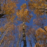 Autumn Birches