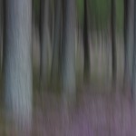 Forest & heather impression