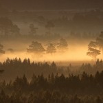 Rothiemurchus anciemt pine forest in dawn mist.