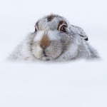 Mountain Hare in winter, in crouched position, taken in the Monadhliath Mountain
