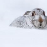 Mountain Hare in winter, in crouched position, taken in the Monadhliath Mountain
