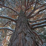 Ancient Scots pine tree.
