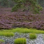 Pine forest in rain